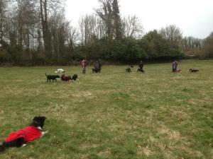 The dogs all enjoying themselves in the field at Sherbourne