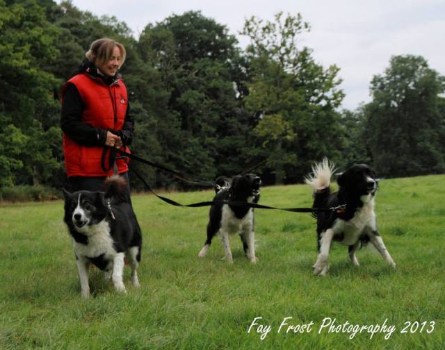 The dogs loved the relaxed atmosphere at the event - Photo courtesy of Fay Frost Photography