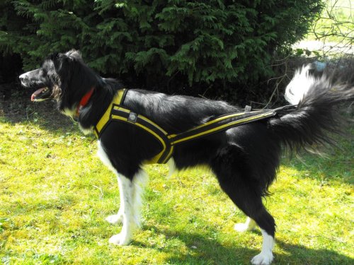 A good fitting harness should be top of the list for canicross equipment