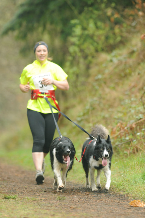 Canicross Running Belt  Run & Ski with Your Dog
