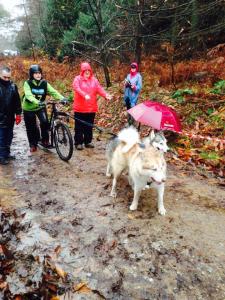 Happy dogs enjoying the mud in the start chute of the race