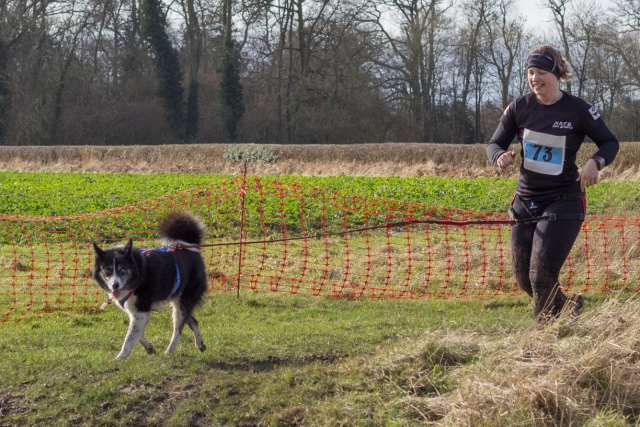 Shorter harness will suit dogs that might pull but might also drop back sometimes - Photo courtesy of Houndscape