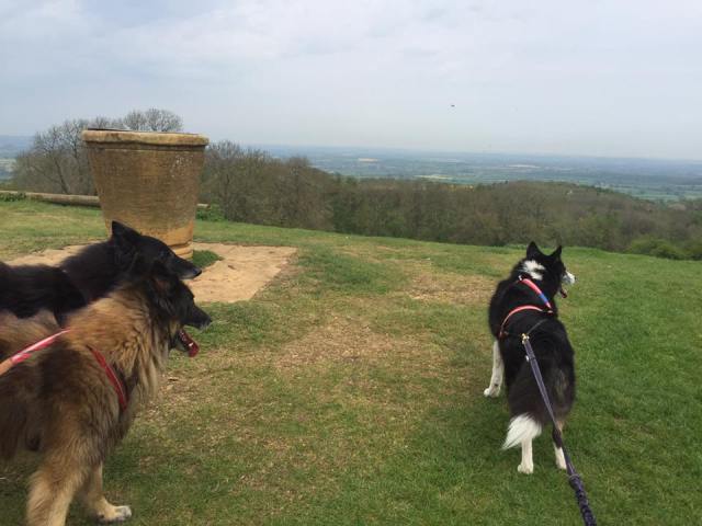 The dogs on Dover's Hill